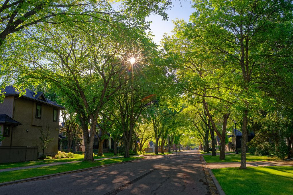 Tree-lined residential avenue in Glenora, Edmonton, with an elm canopy